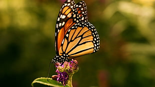 brown and black butterfly, butterfly, insect, macro HD wallpaper