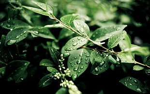 water drops on green leaves HD wallpaper