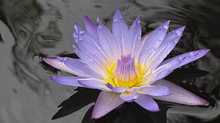 time lapse photography of purple and yellow flower