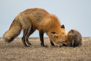 red fox and kit, animals, fox, baby animals HD wallpaper