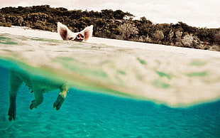 pig swimming on sea at daytime HD wallpaper
