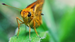 skipper moth perched on green leaf closeup photography HD wallpaper