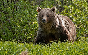 sun bear on green grass at daytime