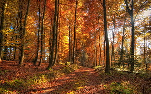 forest trees, nature, forest, trees, HDR