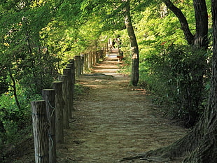 pathway between green trees