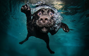 short-coated black dog, dog, underwater, swimming, animals HD wallpaper