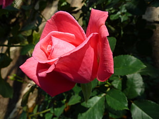 pink petaled flower with green leaf