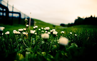 selective focus photography of a white petaled flowers