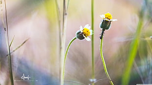 white and yellow flower buds, closeup