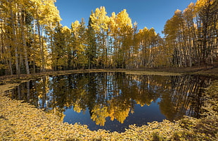 green leafed trees, nature, water, fall, leaves