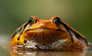 brown frog during daytime HD wallpaper