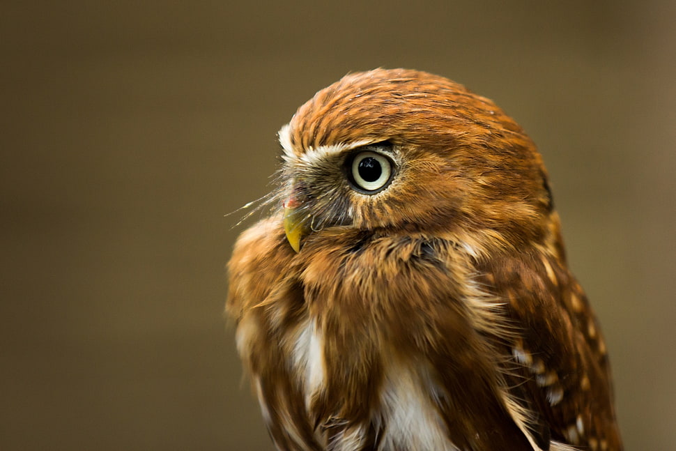 brown pygmy owl HD wallpaper