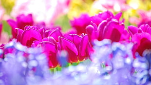 close-up photography of bed of purple roses HD wallpaper