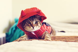 brown tabby cat, cat, kittens, hoods