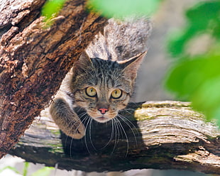 silver tabby cat under brown tree trunk