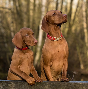 shallow focus photography of two rhodesian ridgeback