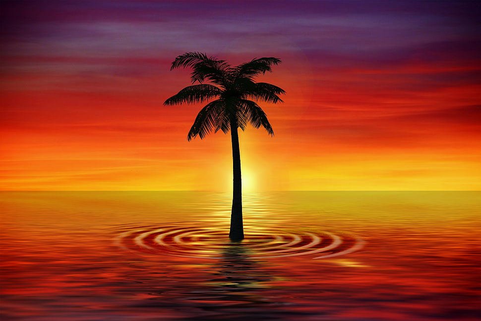silhouette of coconut tree graphic wallpaper HD wallpaper