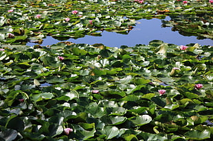 green aquatic plants