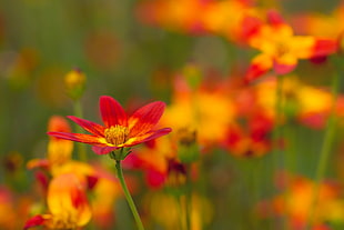 red and yellow flower selective photography HD wallpaper