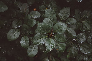 green leaf plant, Leaves, Drops, Moisture HD wallpaper