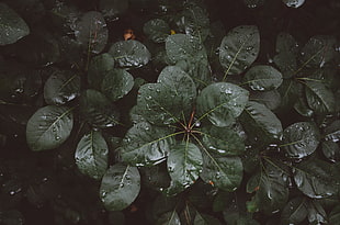 green leaf plant, Leaves, Drops, Moisture