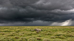 yellow and black cheetah, photography, landscape, cheetah