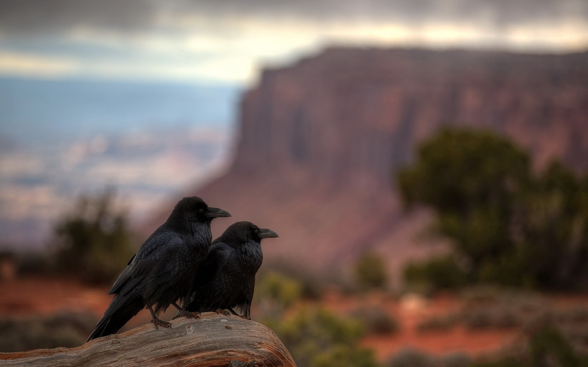 two black crows, raven, birds, animals