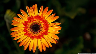 orange and red petaled flower, flowers, orange flowers, macro, plants