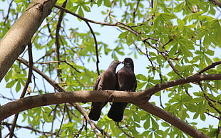 two gray kissing pigeons perch on tree during daytime HD wallpaper