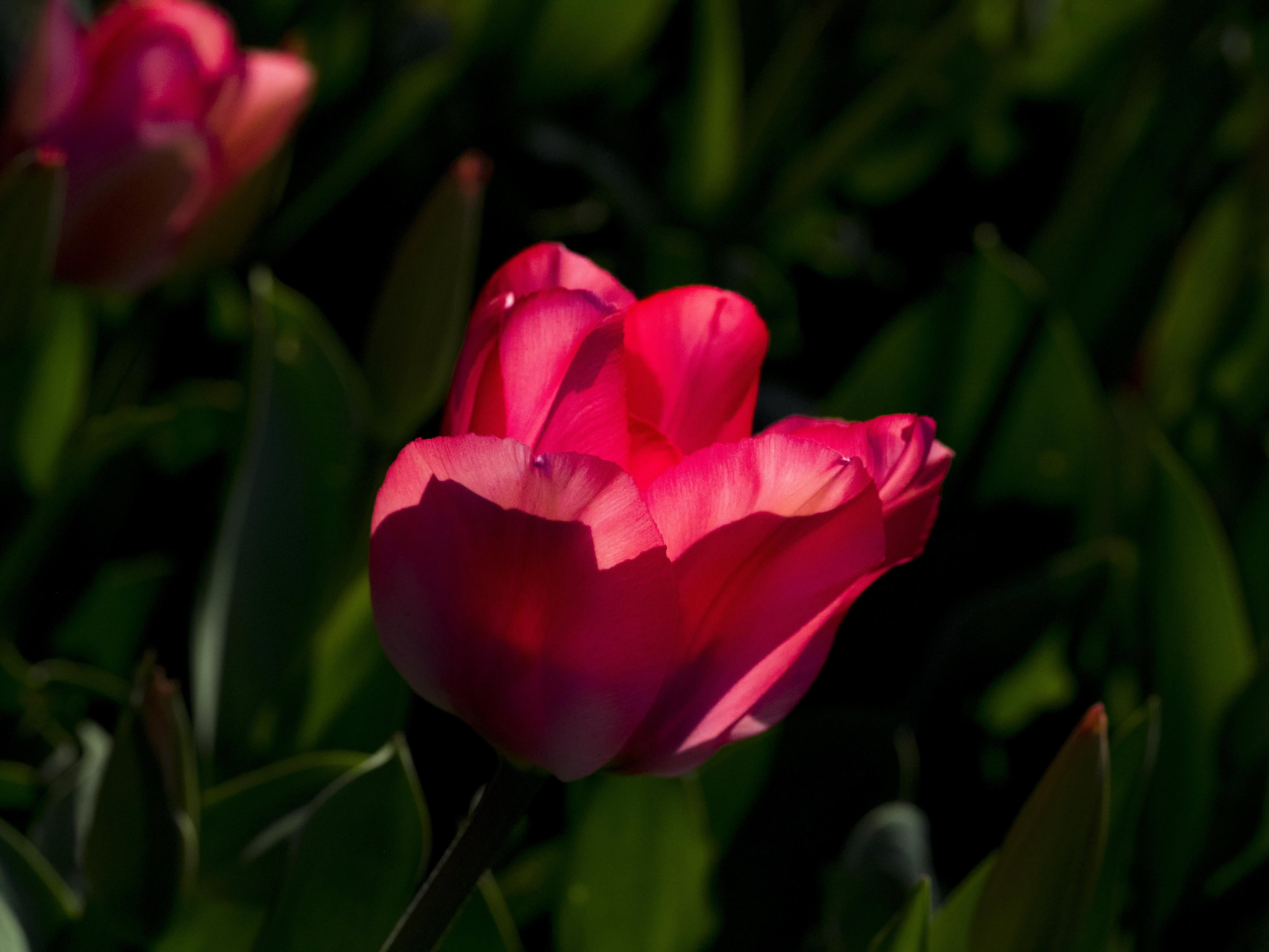 Selective focus photography of pink Tulip flower HD wallpaper ...