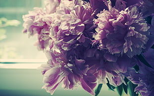 selective focus photography of purple Dahlia flower bouquet