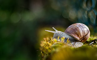 selective focus photography of brown snail