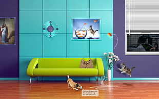 green and blue wooden 3-layer shelf, humor, cat, dog, clocks HD wallpaper