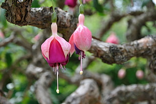 selective focus photography of petaled flowers