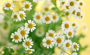 white and yellow flowers