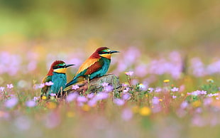 selective focus photography of two Bee-Eaters