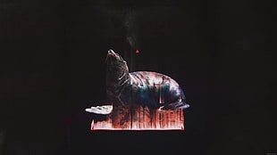 gray sealion, seals, black, animals, glitch art HD wallpaper