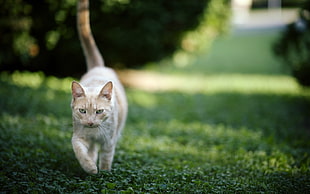 tilt-shift photo of orange cat walk on green grass HD wallpaper