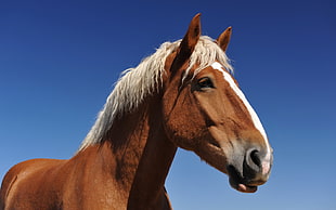 brown horse with white hair in blue background HD wallpaper