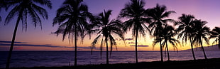 silhouette of coconut trees, beach, landscape, sunset, sunrise HD wallpaper