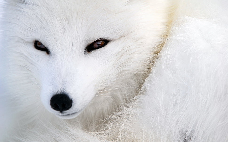 white dog, animals, fox HD wallpaper