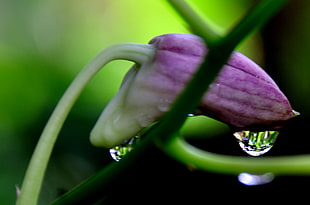 tilt lens photography of purple flower HD wallpaper