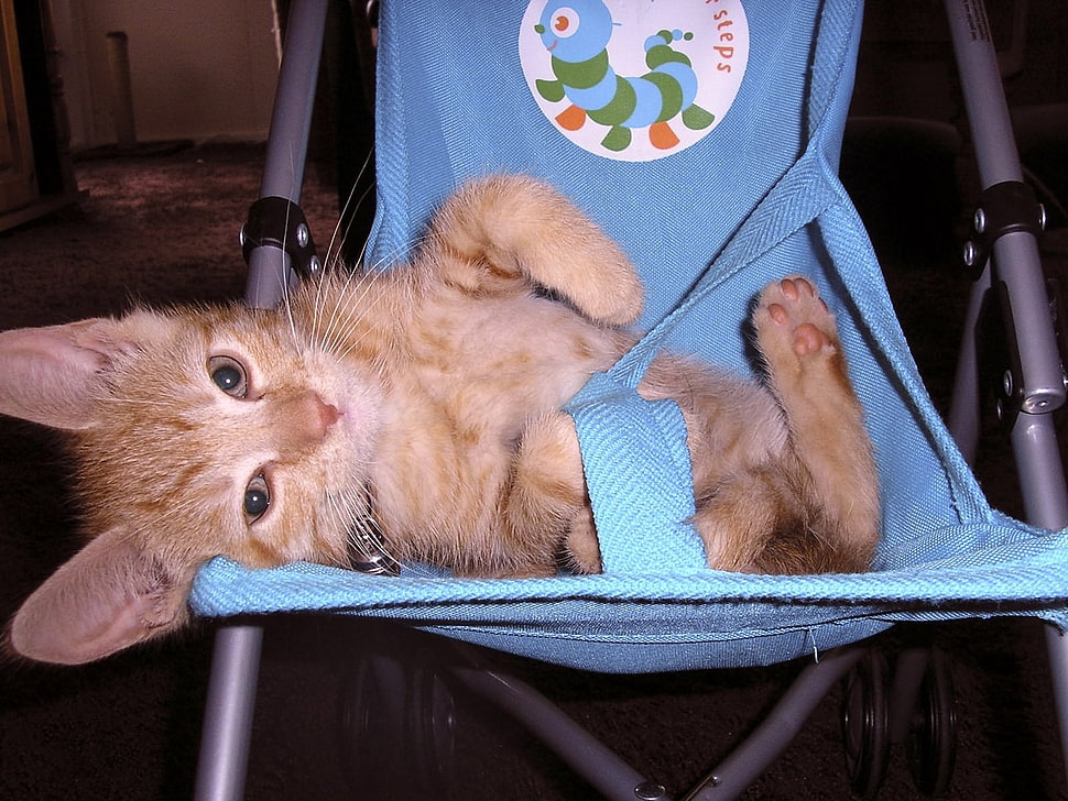 orange tabby kitten on blue stroller HD wallpaper