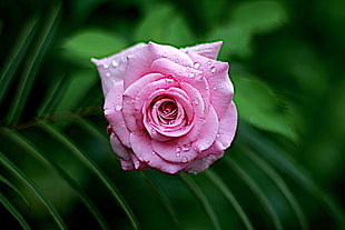 water dew on pink petaled flowers HD wallpaper