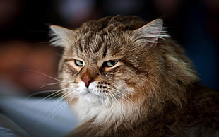 shallow focus photography of brown Tabby cat