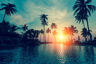 body of water surrounded by palm trees