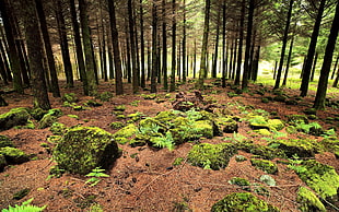 photo of green plants near trees