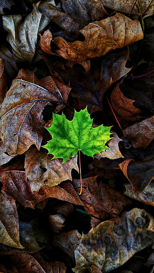 green and brown leaves HD wallpaper