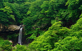 green leafed trees, fall, trees, nature, rocks