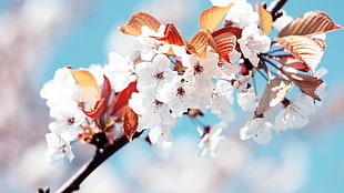 white Cherry Blossom flowers HD wallpaper